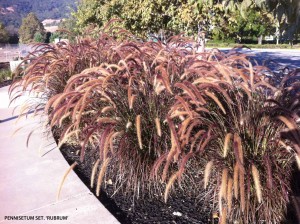 Pennisetum setaceum 'Rubrum' - blossom 1